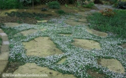 Blue Star Creeper (Laurentia Fluviatilis) - 18 Pack Of Pint Pots -Wilson Bros Garden Blue Star Creeper 20 2