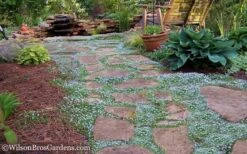 Blue Star Creeper (Laurentia Fluviatilis) - 3 Pack Of Quart Pots 15 Blue Star Creeper (Laurentia Fluviatilis) - 3 Pack Of Quart Pots -Wilson Bros Garden Blue Star Creeper 21 1