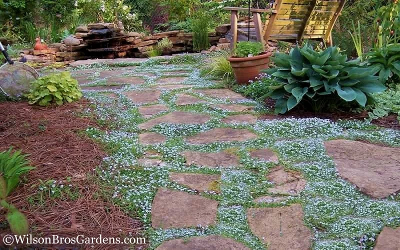 Blue Star Creeper (Laurentia Fluviatilis) - 3 Pack Of Quart Pots 7 Blue Star Creeper (Laurentia Fluviatilis) - 3 Pack Of Quart Pots - Image 5