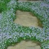 Blue Star Creeper (Laurentia Fluviatilis) - 3 Pack Of Quart Pots -Wilson Bros Garden Blue Star Creeper 22 1