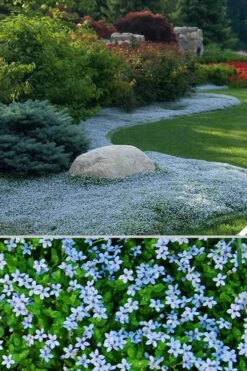 Blue Star Creeper (Laurentia Fluviatilis) - 18 Pack Of Pint Pots -Wilson Bros Garden Blue Star Creeper 24 2