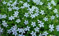 Blue Star Creeper (Laurentia Fluviatilis) - 6 Pack Of Pint Pots -Wilson Bros Garden Blue Star Creeper Laurentia 1
