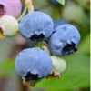 Alapaha Rabbiteye Blueberry - 1 Gallon Pot -Wilson Bros Garden Blueberry Alapaha 3