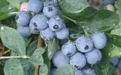 Becky Blue Rabbiteye Blueberry - 2.5 Quart Pot -Wilson Bros Garden Blueberry Becky Blue