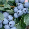 Becky Blue Rabbiteye Blueberry - 2.5 Quart Pot -Wilson Bros Garden Blueberry Becky Blue Rev 500x750 1