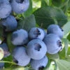 Bless Your Heart Rabbiteye Blueberry - 1 Gallon Pot -Wilson Bros Garden Blueberry Bless Your Heart 500x750 1