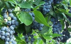Premier Rabbiteye Blueberry - 3 Gallon Pot 9 Premier Rabbiteye Blueberry - 3 Gallon Pot -Wilson Bros Garden Blueberry Bush Premier 3