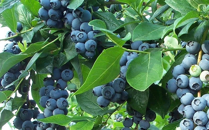 Cooper Southern Highbush Blueberry - 6 Pack Of 1 Gallon Pots 6 Cooper Southern Highbush Blueberry - 6 Pack Of 1 Gallon Pots - Image 4