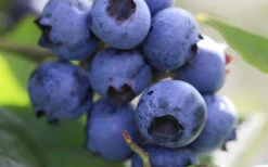 Delite Rabbiteye Blueberry - 3 Gallon Pot -Wilson Bros Garden Blueberry Delite