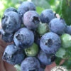 Krewer Rabbiteye Blueberry - 1 Gallon Pot 2 Krewer Rabbiteye Blueberry - 1 Gallon Pot -Wilson Bros Garden Blueberry Krewer 1 1
