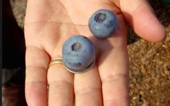 Krewer Rabbiteye Blueberry - 3 Gallon Pot 9 Krewer Rabbiteye Blueberry - 3 Gallon Pot -Wilson Bros Garden Blueberry Krewer 2