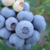 Legacy Highbush Blueberry - 6 Pack Of 1 Gallon Pots -Wilson Bros Garden Blueberry Legacy Highbush 1 1