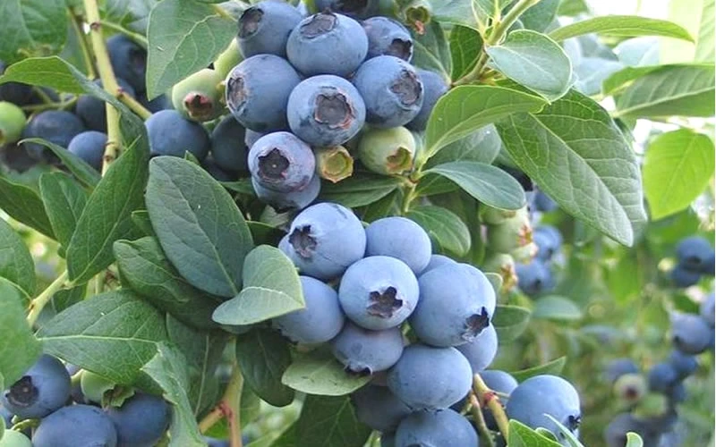 Ochlockonee Rabbiteye Blueberry - 1 Gallon Pot 6 Ochlockonee Rabbiteye Blueberry - 1 Gallon Pot - Image 4