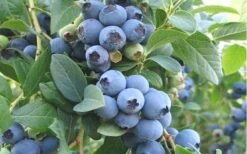 Ochlockonee Rabbiteye Blueberry - 3 Gallon Pot -Wilson Bros Garden Blueberry Ochlockonee