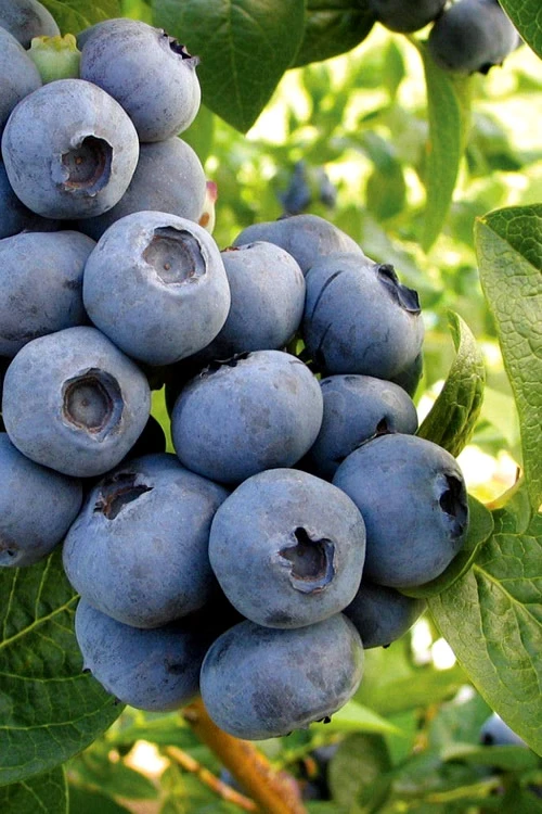 Onslow Self Fertile Rabbiteye Blueberry - 6 Pack Of 1 Gallon Pots 3 Onslow Self Fertile Rabbiteye Blueberry - 6 Pack Of 1 Gallon Pots