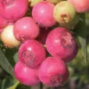Pink Lemonade Blueberry - 5 Gallon Pot -Wilson Bros Garden Blueberry Pink Lemonade 8