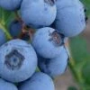 Alice Blue Rabbiteye Blueberry - 1 Gallon Pot 1 Alice Blue Rabbiteye Blueberry - 1 Gallon Pot -Wilson Bros Garden Blueberry Rabbiteye Alice 500x750 1