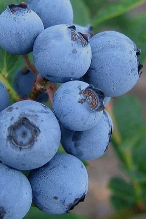 Alice Blue Rabbiteye Blueberry - 1 Gallon Pot 3 Alice Blue Rabbiteye Blueberry - 1 Gallon Pot