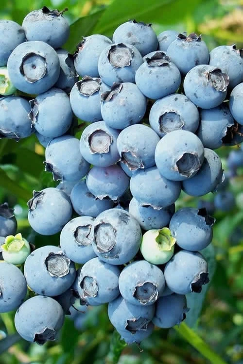 Austin Rabbiteye Blueberry - 6 Pack Of 1 Gallon Pots 3 Austin Rabbiteye Blueberry - 6 Pack Of 1 Gallon Pots