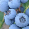 Premier Rabbiteye Blueberry - 1 Gallon Pot 2 Premier Rabbiteye Blueberry - 1 Gallon Pot -Wilson Bros Garden Blueberry Rabbiteye BS 1