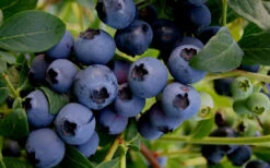 Baldwin Rabbiteye Blueberry - 3 Gallon Pot -Wilson Bros Garden Blueberry Rabbiteye Baldwin 50 1