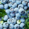 Brightwell Rabbiteye Blueberry - 7 Gallon Pot 1 Brightwell Rabbiteye Blueberry - 7 Gallon Pot -Wilson Bros Garden Blueberry Rabbiteye Brightwell 500x750 1