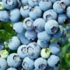 Brightwell Rabbiteye Blueberry - 3 Gallon Pot -Wilson Bros Garden Blueberry Rabbiteye Brightwell 500x750 2