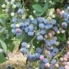 Ochlockonee Rabbiteye Blueberry - 3 Gallon Pot -Wilson Bros Garden Blueberry Rabbiteye Ochlockonee 500x750 1
