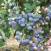 Ochlockonee Rabbiteye Blueberry - 1 Gallon Pot -Wilson Bros Garden Blueberry Rabbiteye Ochlockonee 500x750 2