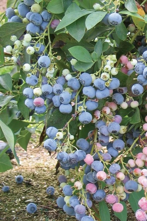 Ochlockonee Rabbiteye Blueberry - 1 Gallon Pot 3 Ochlockonee Rabbiteye Blueberry - 1 Gallon Pot