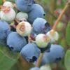 Powderblue Rabbiteye Blueberry - 6 Pack Of 1 Gallon Pots 1 Powderblue Rabbiteye Blueberry - 6 Pack Of 1 Gallon Pots -Wilson Bros Garden Blueberry Rabbiteye Powder Blue 500x750 1