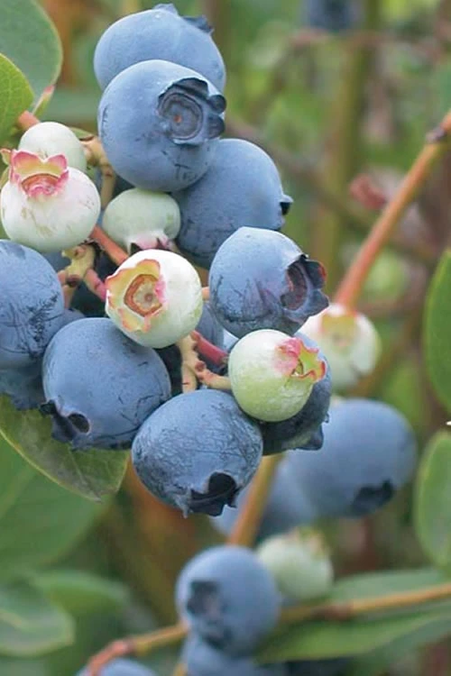 Powderblue Rabbiteye Blueberry - 3 Gallon Pot 3 Powderblue Rabbiteye Blueberry - 3 Gallon Pot