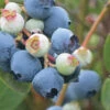 Powderblue Rabbiteye Blueberry - 1 Gallon Pot -Wilson Bros Garden Blueberry Rabbiteye Powder Blue 500x750 5