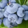 Vernon Rabbiteye Blueberry - 3 Gallon Pot -Wilson Bros Garden Blueberry Rabbiteye Vernon 500x750 3