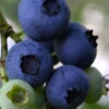 Baldwin Rabbiteye Blueberry - 6 Pack Of 1 Gallon Pots -Wilson Bros Garden Blueberry Rbbiteye Baldwin 500x750 3