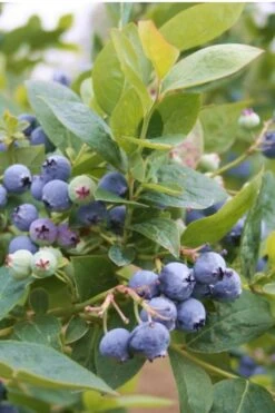 Jubilee Southern Highbush Blueberry - 3 Gallon Pot -Wilson Bros Garden Blueberry Southern Higbush Jubilee 500x750 1