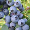 Biloxi Southern Highbush Blueberry - 6 Pack Of 1 Gallon Pots -Wilson Bros Garden Blueberry Southern Highbush Biloxi 500x750 2