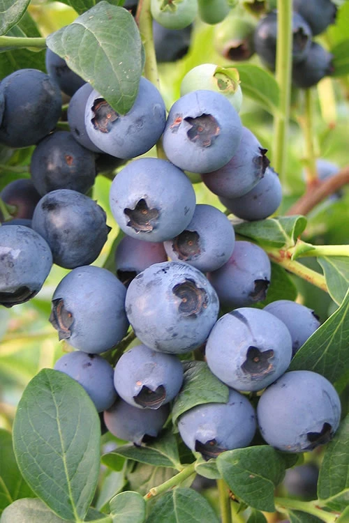 Biloxi Southern Highbush Blueberry - 6 Pack Of 1 Gallon Pots 3 Biloxi Southern Highbush Blueberry - 6 Pack Of 1 Gallon Pots