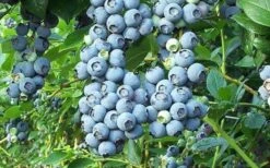 Tifblue Rabbiteye Blueberry - 6 Pack Of 1 Gallon Pots -Wilson Bros Garden Blueberry Tifblue 1