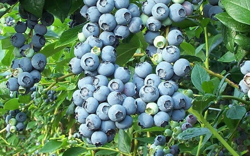 Tifblue Rabbiteye Blueberry - 1 Gallon Pot 6 Tifblue Rabbiteye Blueberry - 1 Gallon Pot - Image 4