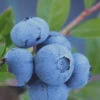 Tifblue Rabbiteye Blueberry - 7 Gallon Pot 1 Tifblue Rabbiteye Blueberry - 7 Gallon Pot -Wilson Bros Garden Blueberry Tifblue Rev 500x750 4