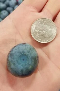 Titan Blueberry - 3 Gallon Pot