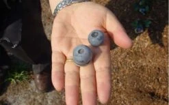 Titan Blueberry - 1 Gallon Pot -Wilson Bros Garden Blueberry Titan