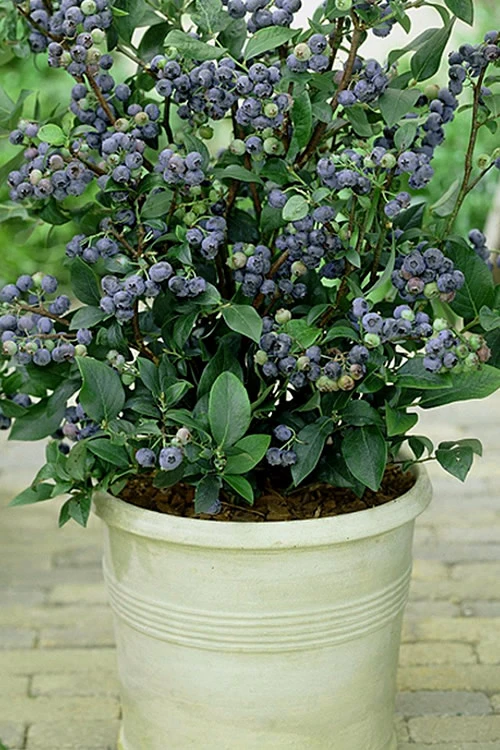 Top Hat Dwarf Blueberry - 1 Gallon Pot 3 Top Hat Dwarf Blueberry - 1 Gallon Pot