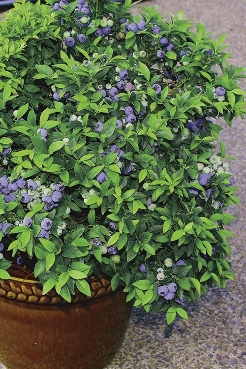 Top Hat Dwarf Blueberry - 1 Gallon Pot 6 Top Hat Dwarf Blueberry - 1 Gallon Pot - Image 4