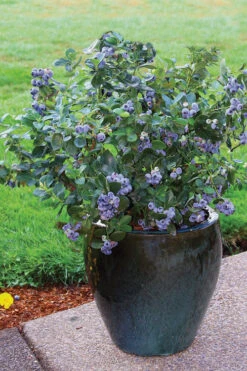 Top Hat Dwarf Blueberry - 1 Gallon Pot 11 Top Hat Dwarf Blueberry - 1 Gallon Pot -Wilson Bros Garden Blueberry Top Hat 3