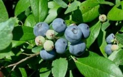 Vernon Rabbiteye Blueberry - 6 Pack Of 1 Gallon Pots -Wilson Bros Garden Blueberry Vernon 1