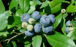 Vernon Rabbiteye Blueberry - 3 Gallon Pot -Wilson Bros Garden Blueberry Vernon 2