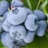 Woodard Rabbiteye Blueberry - 1 Gallon Pot -Wilson Bros Garden Blueberry Woodard 500x750 1