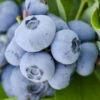 Woodard Rabbiteye Blueberry- 1 Gallon Pot -Wilson Bros Garden Blueberry Woodard 500x750 2
